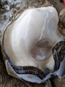 湛江生蚝