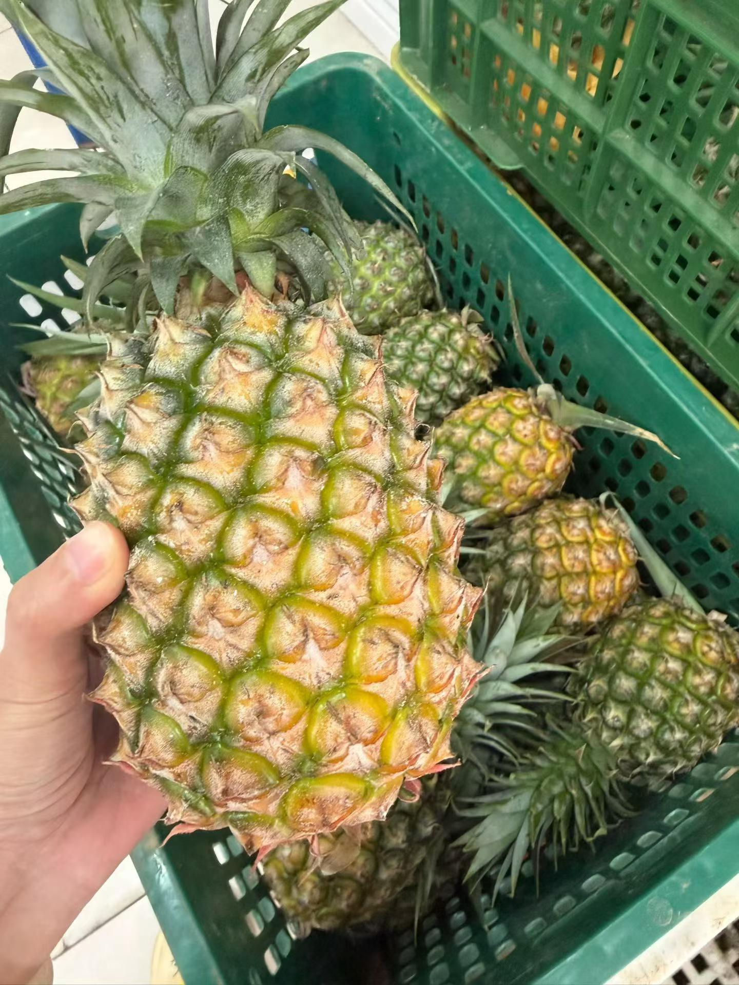 海南金钻凤梨 脆甜多汁新鲜水果手撕凤梨产地现发 顺丰包邮